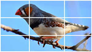 Rompecabezas: pájaros cantores Rompecabezas: pájaros cantores