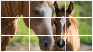 Rompecabezas: caballos